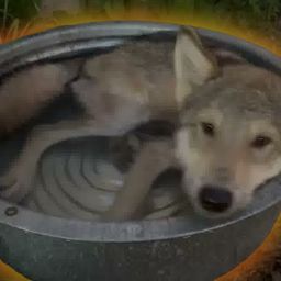 BUCKETDOG