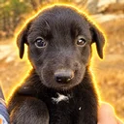 Pal