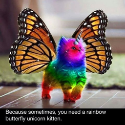 KITTY