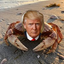 CrabTrump