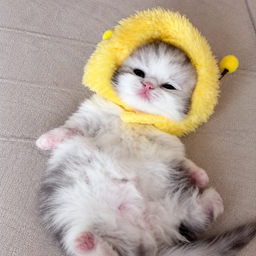 BEECAT
