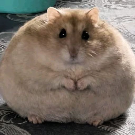 Chonk
