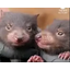 tomnjerry