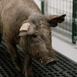 PORKY