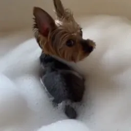 PEANUT