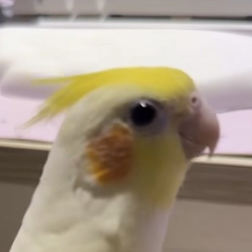 PIGO