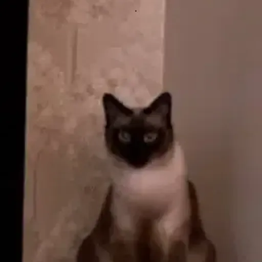 Pari