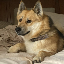Caesar