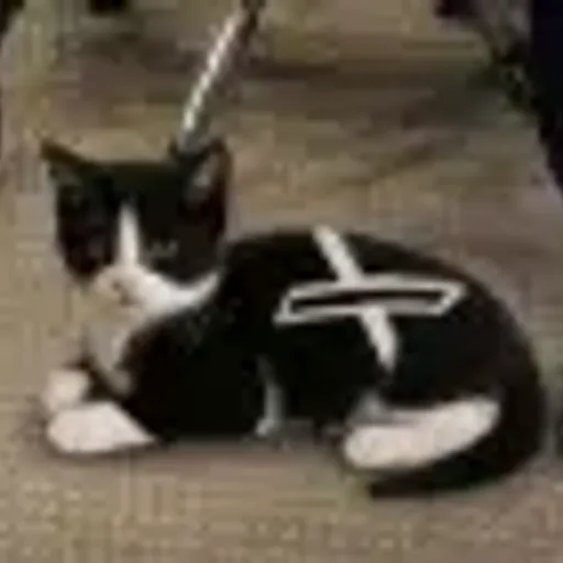 XCAT