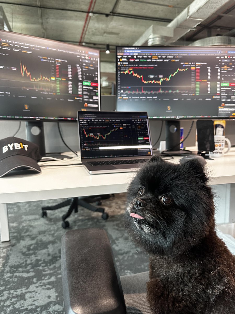 BybitDog