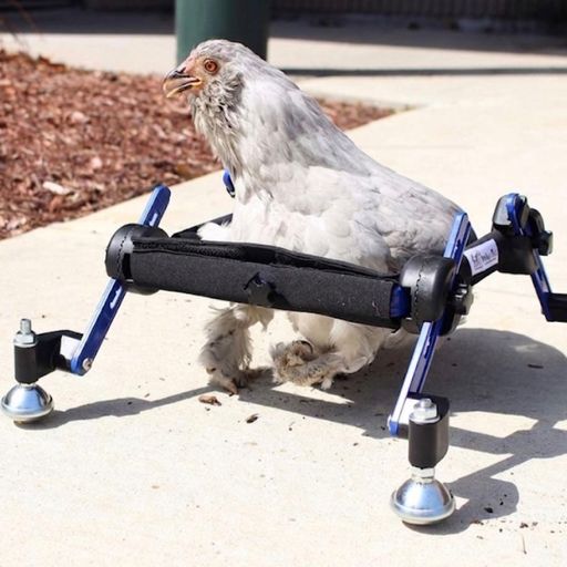 $CHICKAH