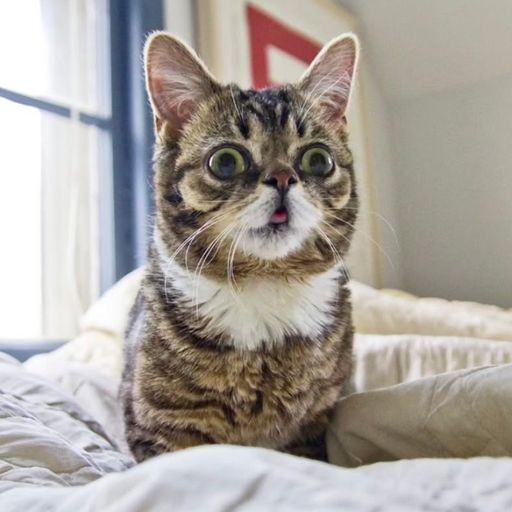 LILBUB