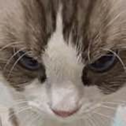 BOOMCAT