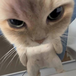 tuffcat