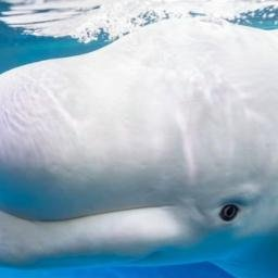 BELUGAS