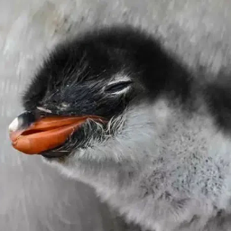 Gentoo