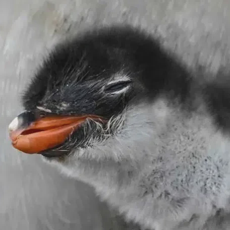 Gentoo