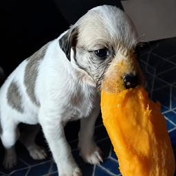 MANGODOG
