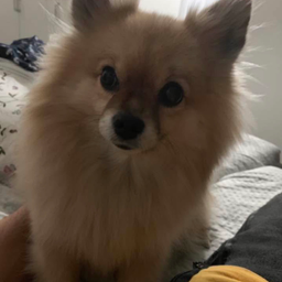 Toby