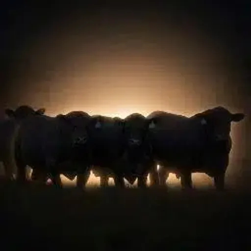 🐂🀄️
