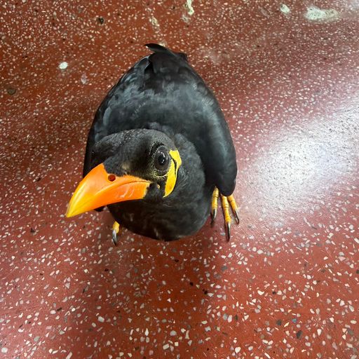 Hill Myna