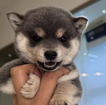 Nareko