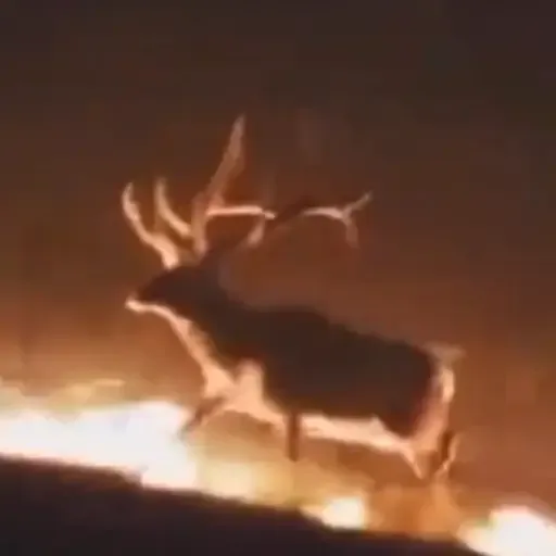 Elk