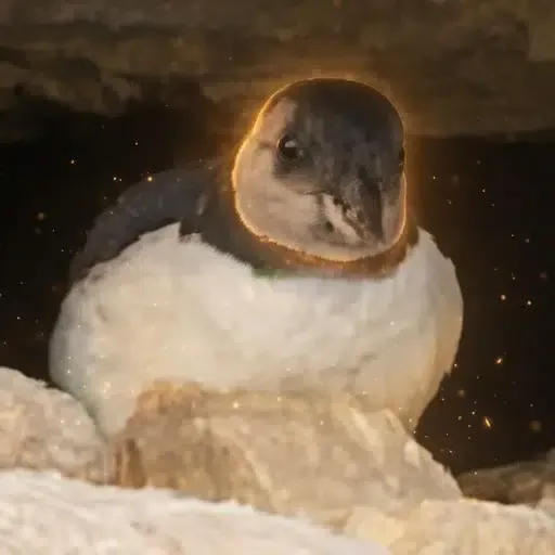 PUFFLING