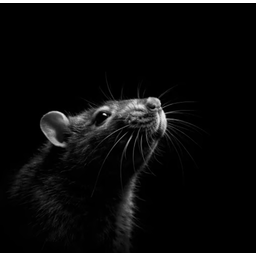 Rat