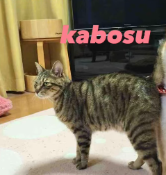 KABOSU
