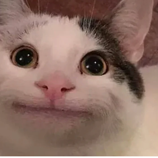 catbruh