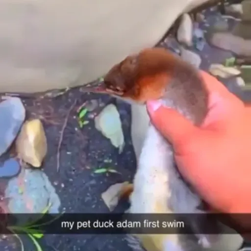 Adam