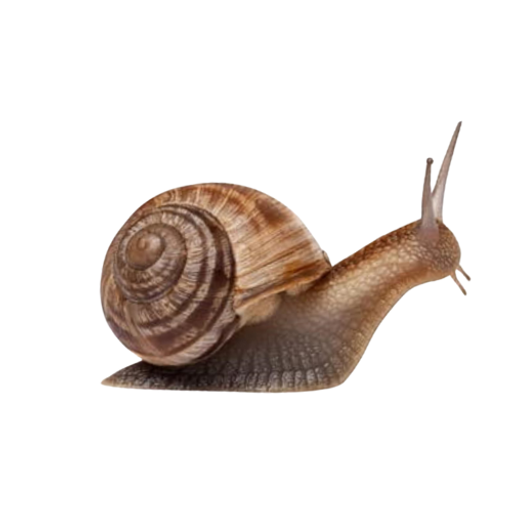 snail
