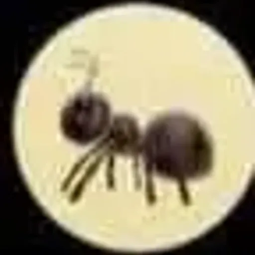 ANT