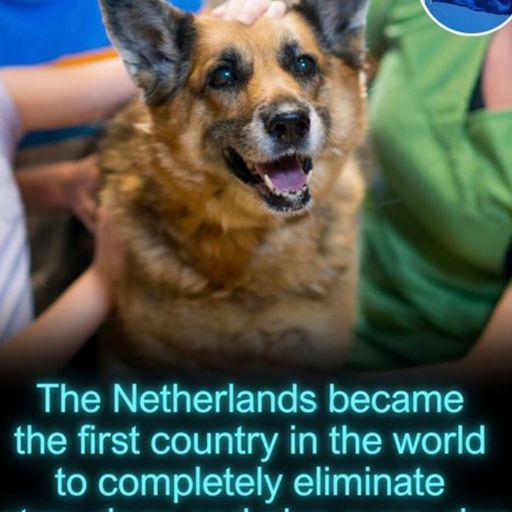 DogLand