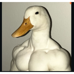 DCK