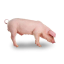 PIG2