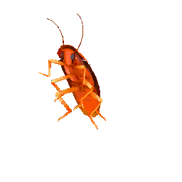 ROACHY