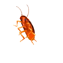 ROACHY
