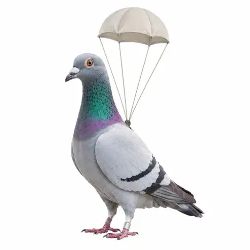 pico