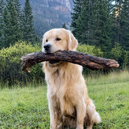 Yogi
