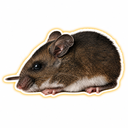 DEERMOUSE