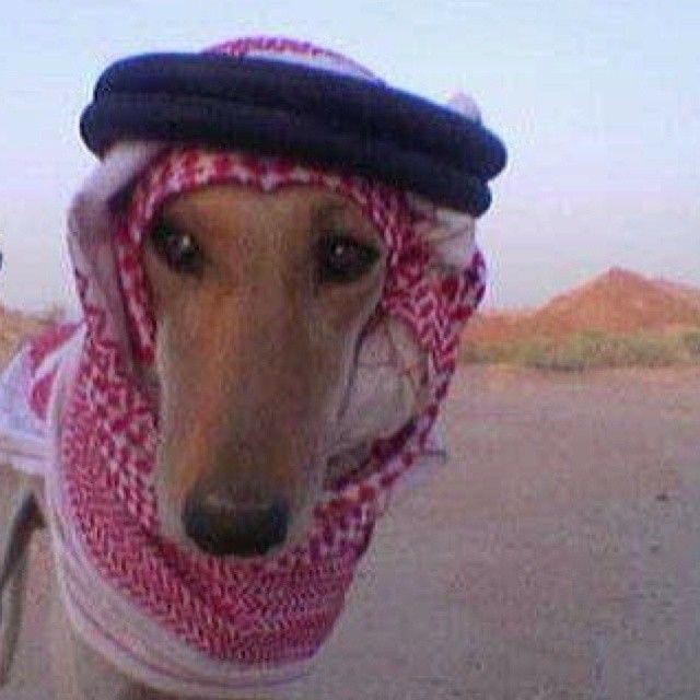 SHEIKHDOG