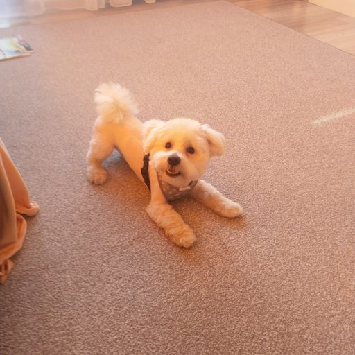 bichon
