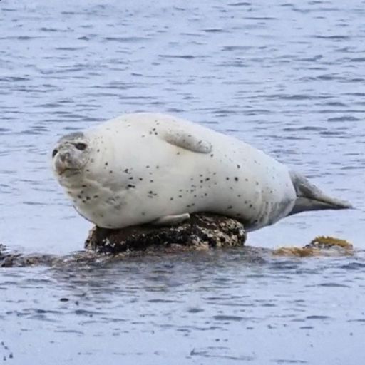 SEAL