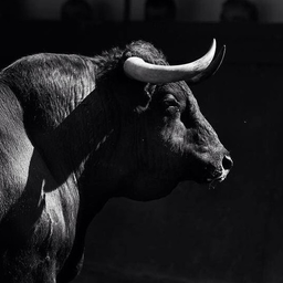 Bull