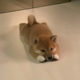 inu