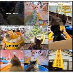 catcoaster