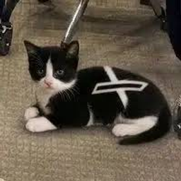 XCAT