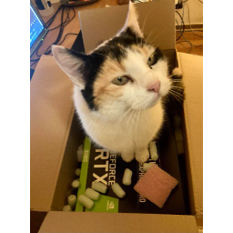 NVIDIACAT
